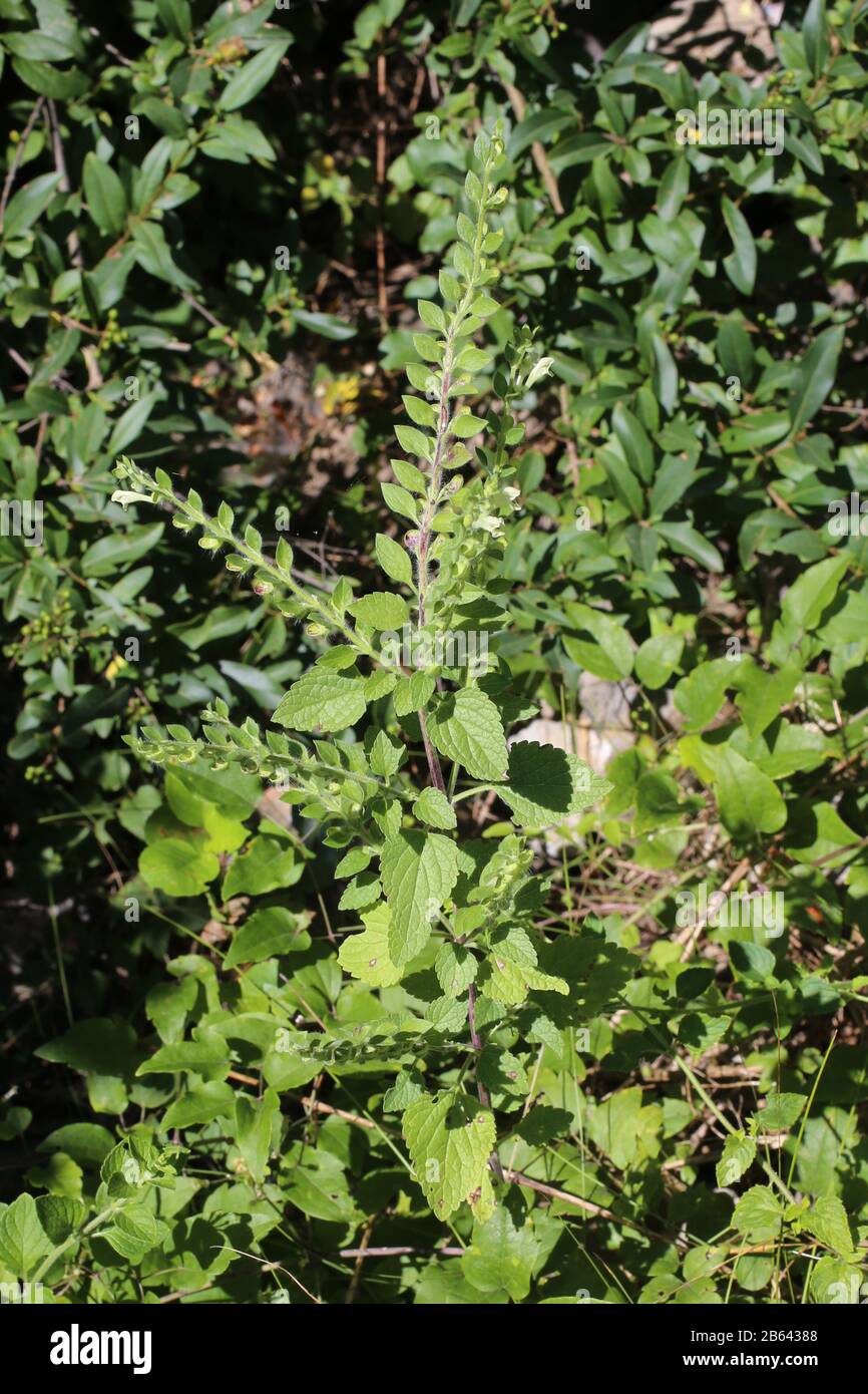 Scutellaria albida - Wild plant shot in summer. Stock Photo