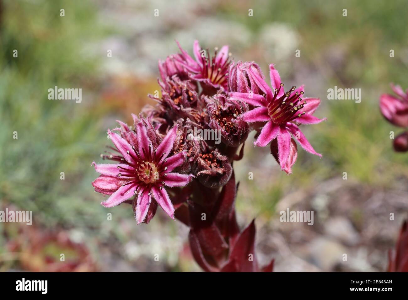 Sempervivum marmoreum - Wild plant shot in summer. Stock Photo