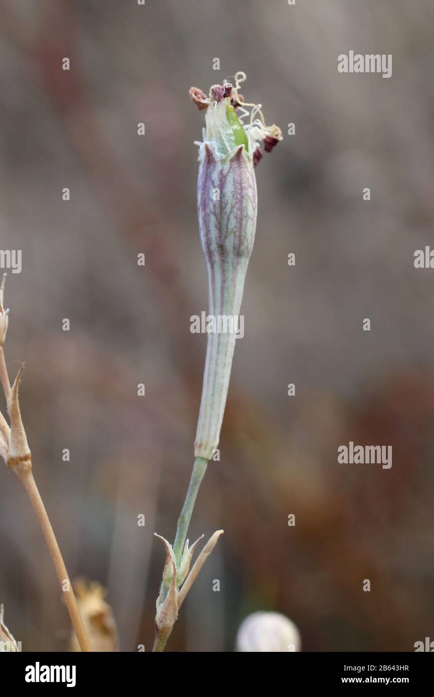 Silene bupleuroides - Wild plant shot in summer. Stock Photo