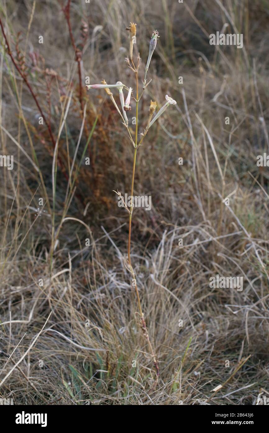 Silene bupleuroides - Wild plant shot in summer. Stock Photo