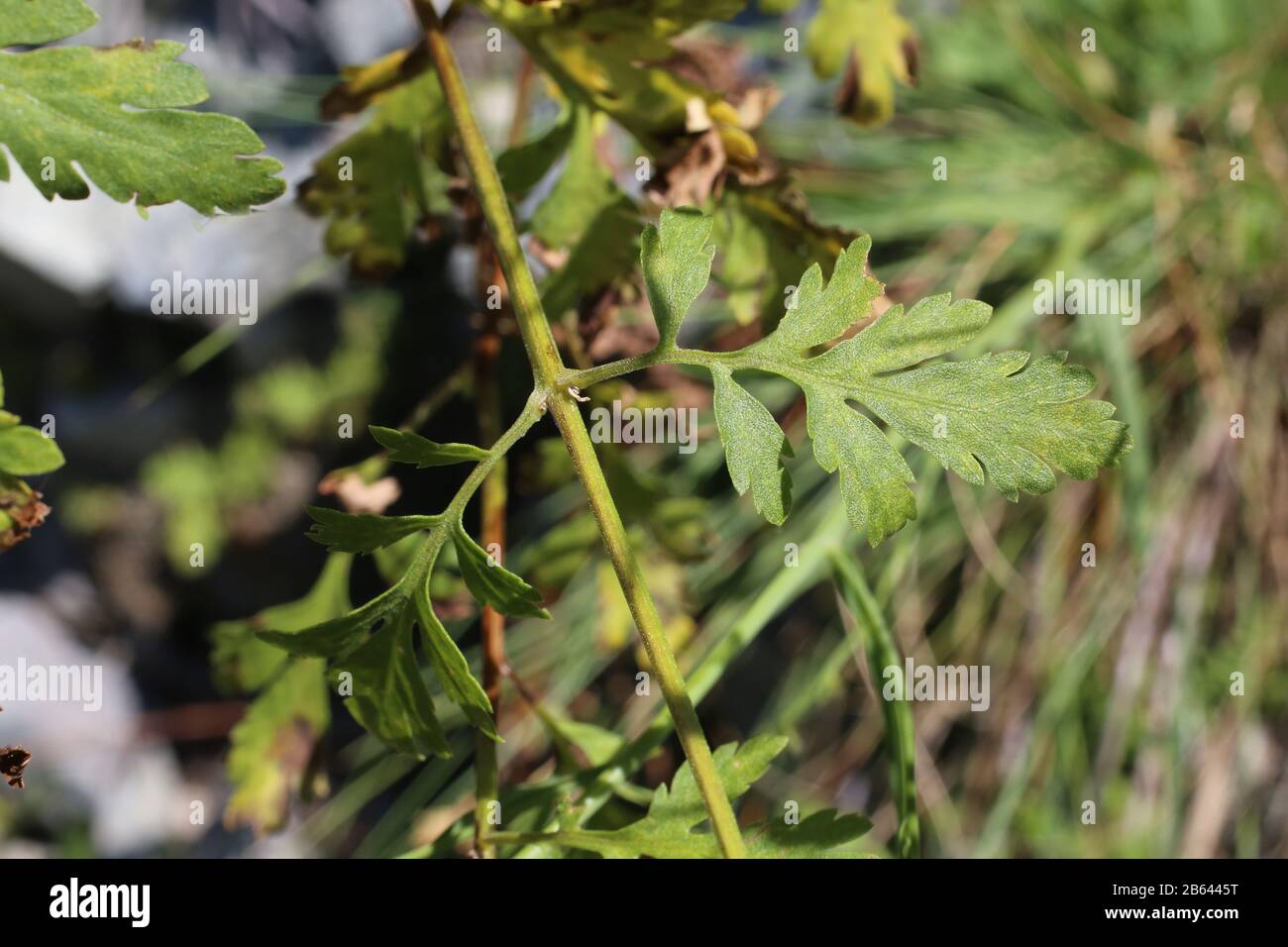 Tanacetum parthenium - Wild plant shot in summer. Stock Photo