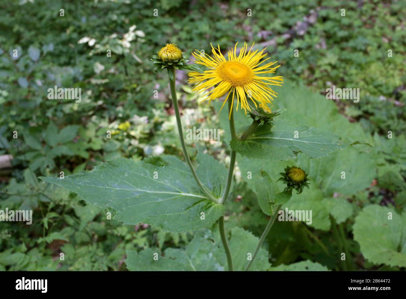 Telekia speciosa - Wild plant shot in summer. Stock Photo