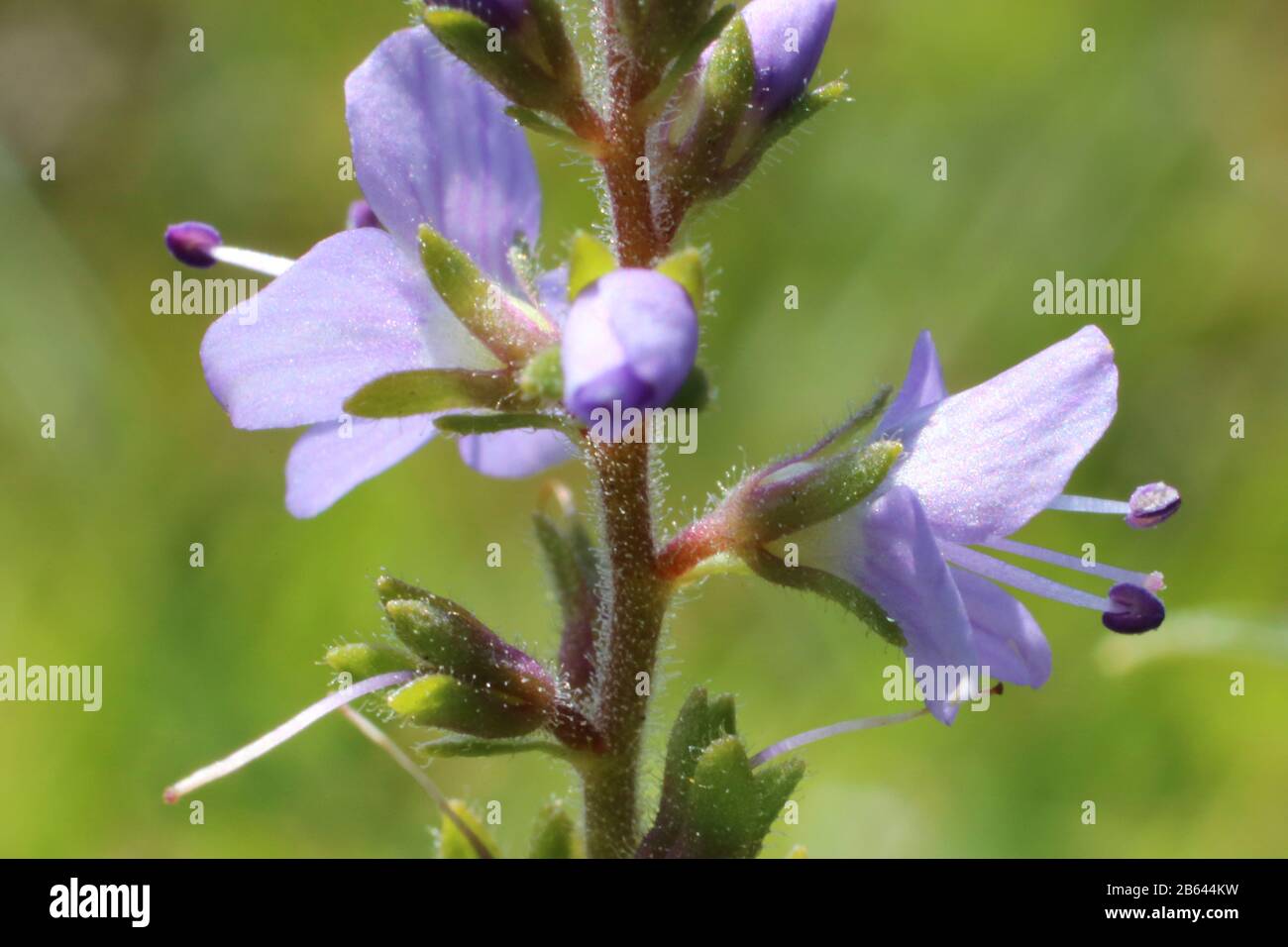 Veronica officinalis Wild plant shot in summer Stock Photo Alamy