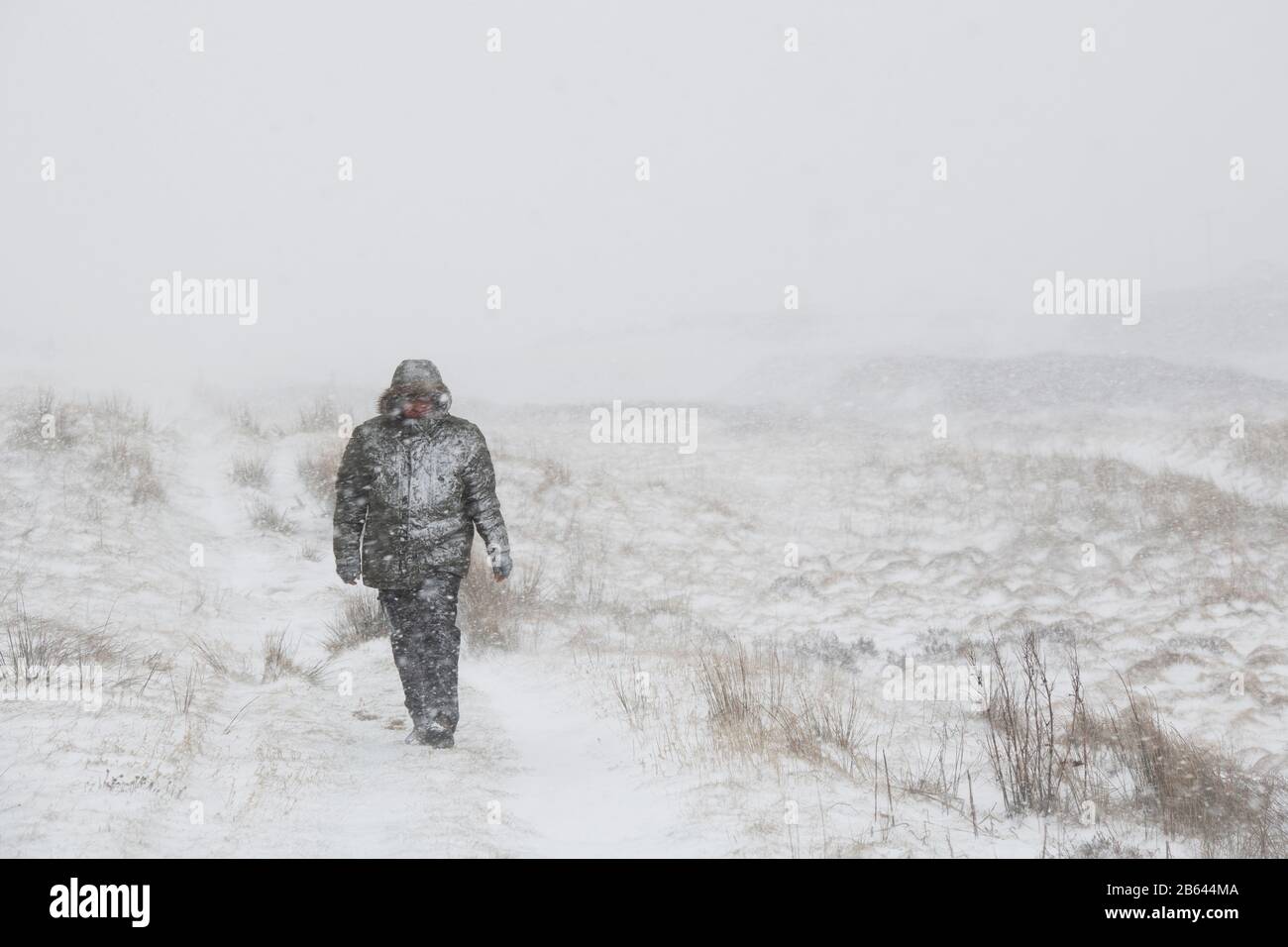 Man walking in a snowstorm during Storm Jorge next to the road between leadhills and wanlockhead. February 2020. Scottish borders, Scotland Stock Photo