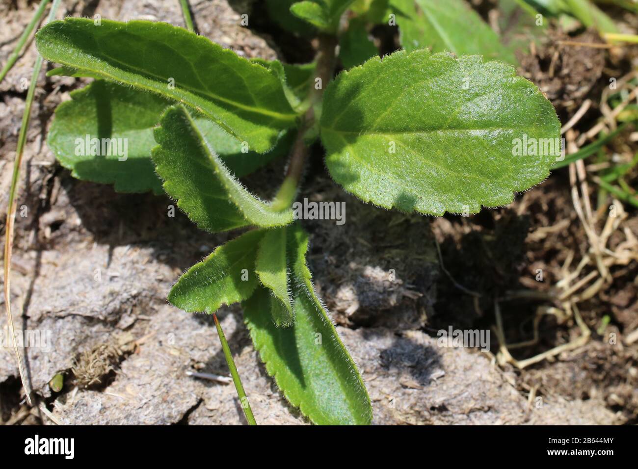 Veronica officinalis - Wild plant shot in summer. Stock Photo