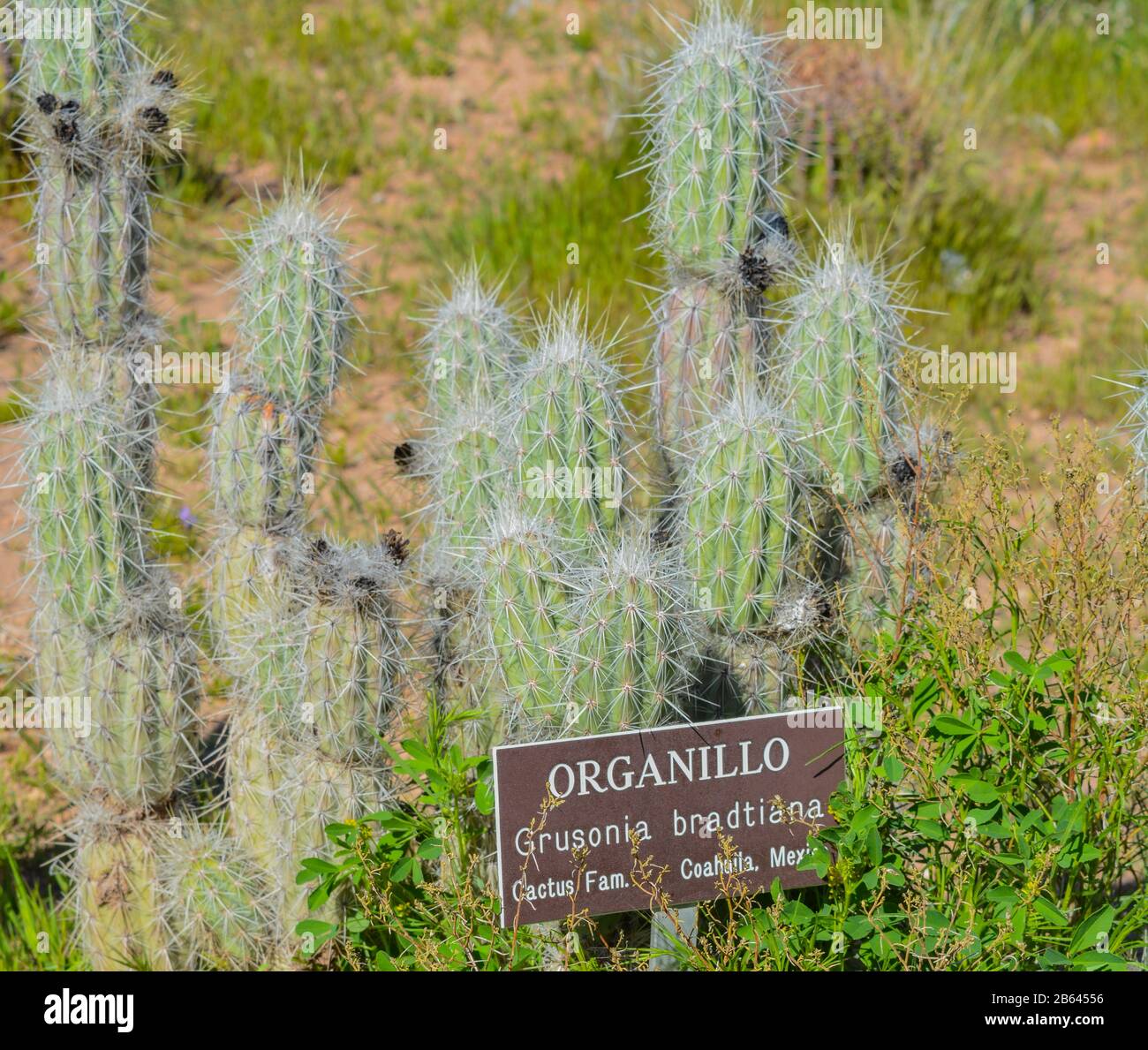Organillo Grusonia Bradtiana a cactus in the Boyce Thompson Arboretum State Park, Superior, Arizona USA Stock Photo