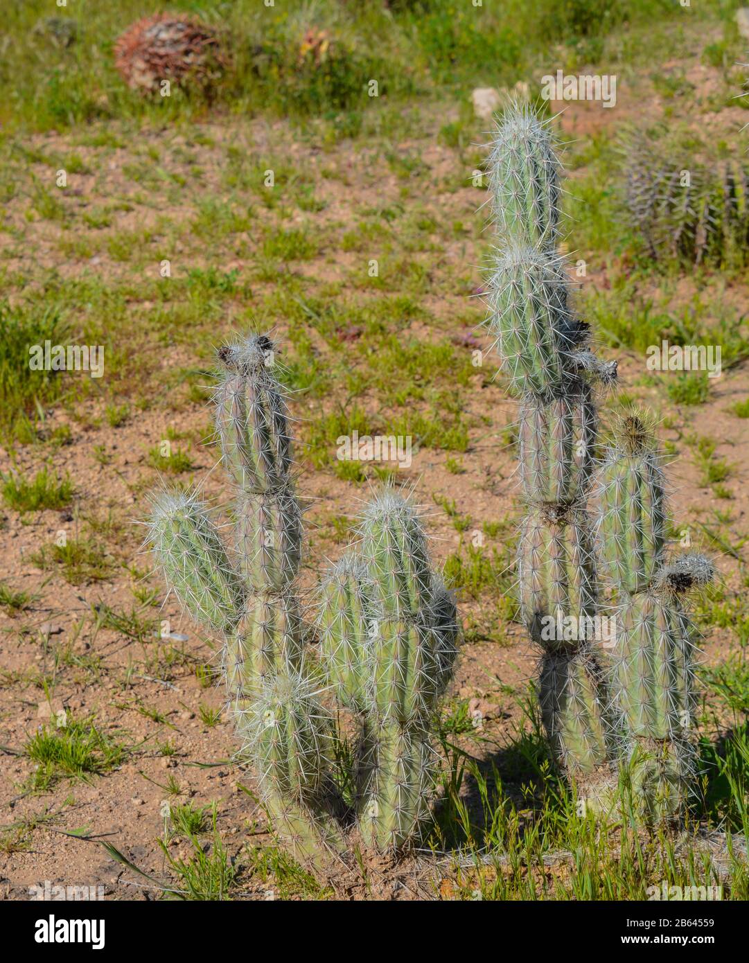 Organillo Grusonia Bradtiana a cactus in the Boyce Thompson Arboretum State Park, Superior, Arizona USA Stock Photo