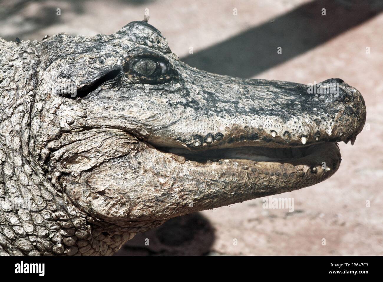 Ceramic alligator hi-res stock photography and images - Alamy