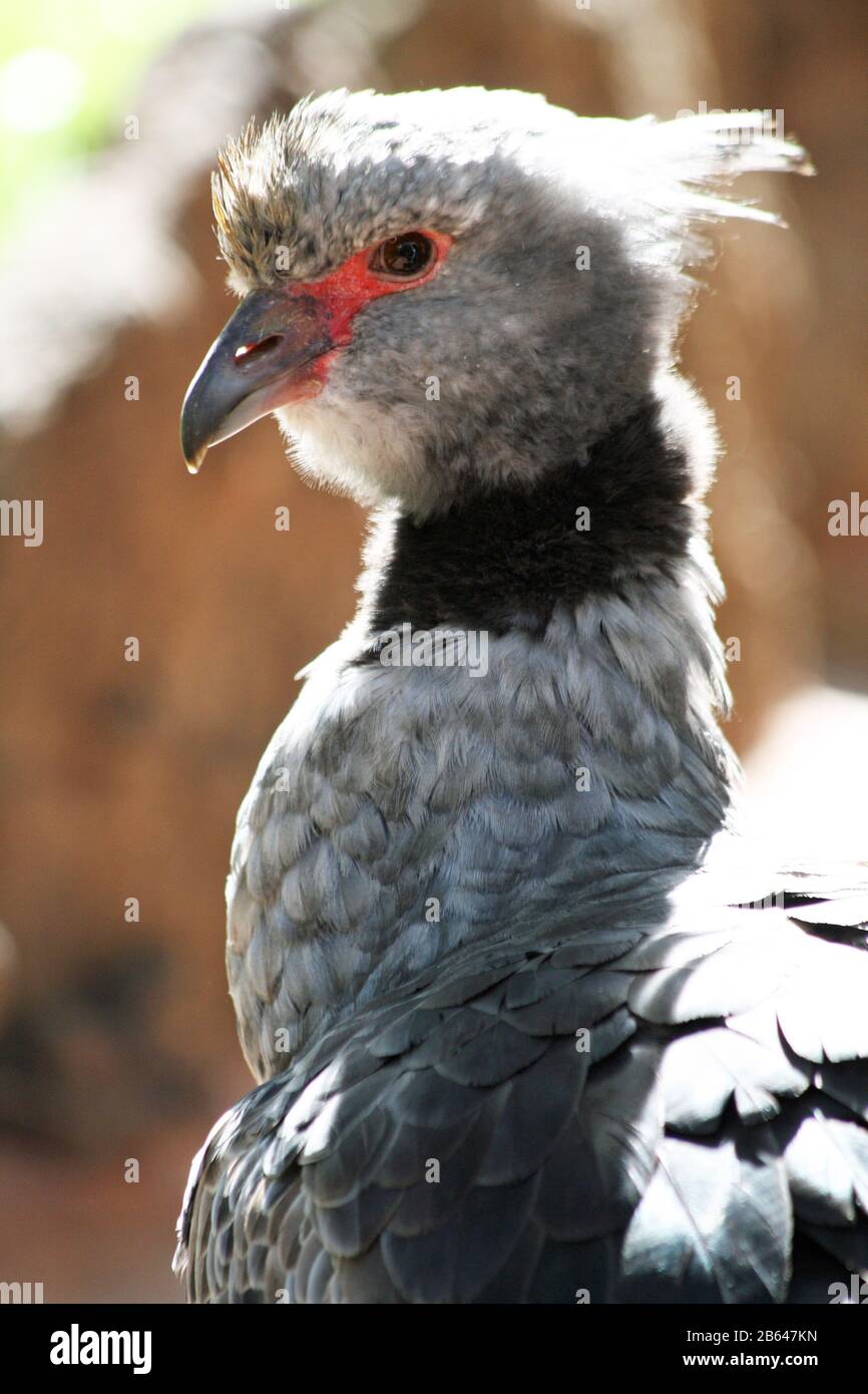 Halsbandwehrvogel Stock Photo