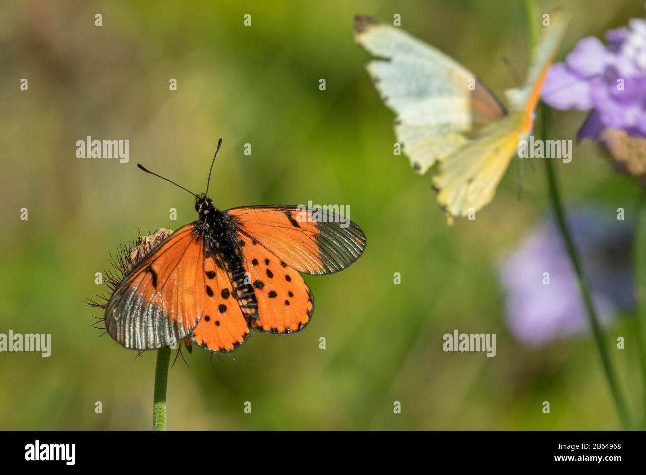 Spring Landscape With Insects Spring garden insects hi-res stock photography and images - Alamy