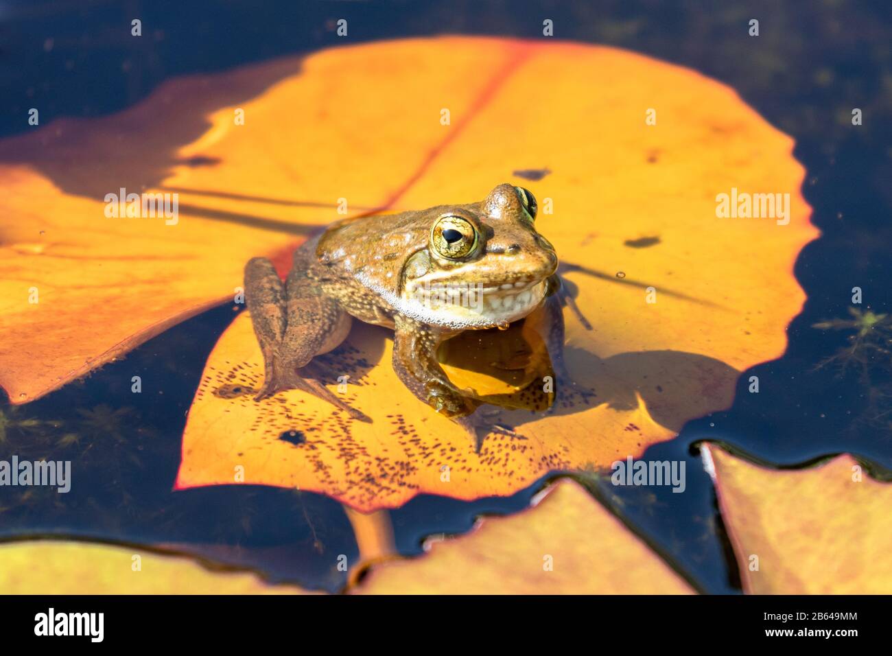 Little frog on a lily pad Stock Photo