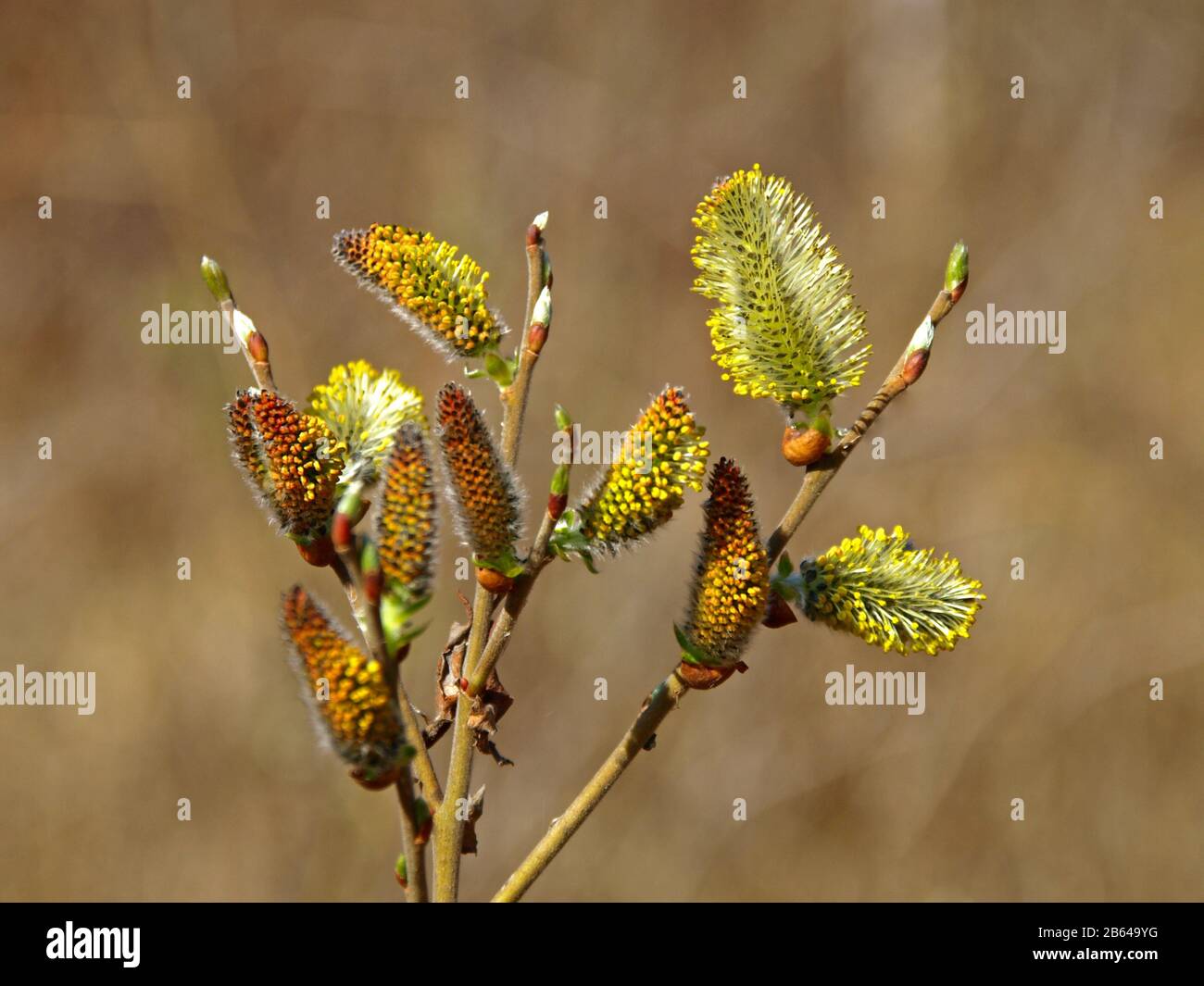 Nature Awakes In Spring Blooming Willow Twigs And Furry Willow Catkins So Called Seals Or Cats Palm Sunday Holly Willow Salix Caprea Tree Stock Photo Alamy Nature Awakes In Spring Blooming Willow Twigs And Furry Willow Catkins So Called Seals Or Cats Palm Sunday Holly Willow Salix Caprea Tree Stock Photo Alamy