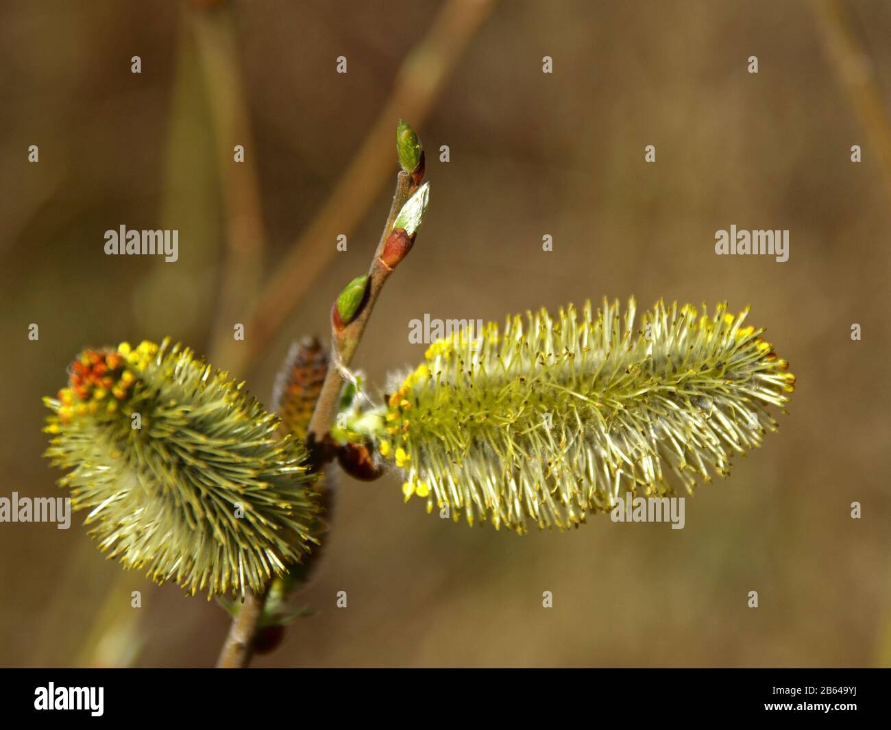 Nature Awakes In Spring Blooming Willow Twigs And Furry Willow Catkins So Called Seals Or Cats Palm Sunday Holly Willow Salix Caprea Tree Stock Photo Alamy