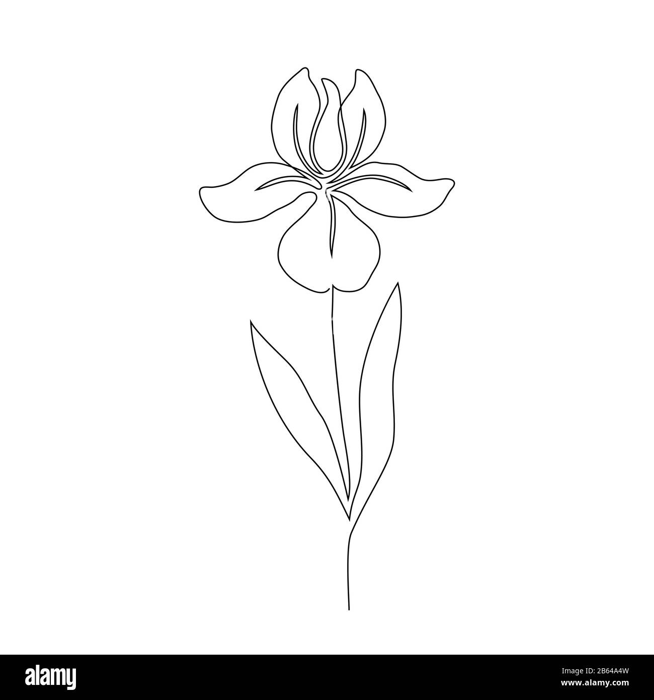 Iris flower drawing Black and White Stock Photos & Images - Alamy