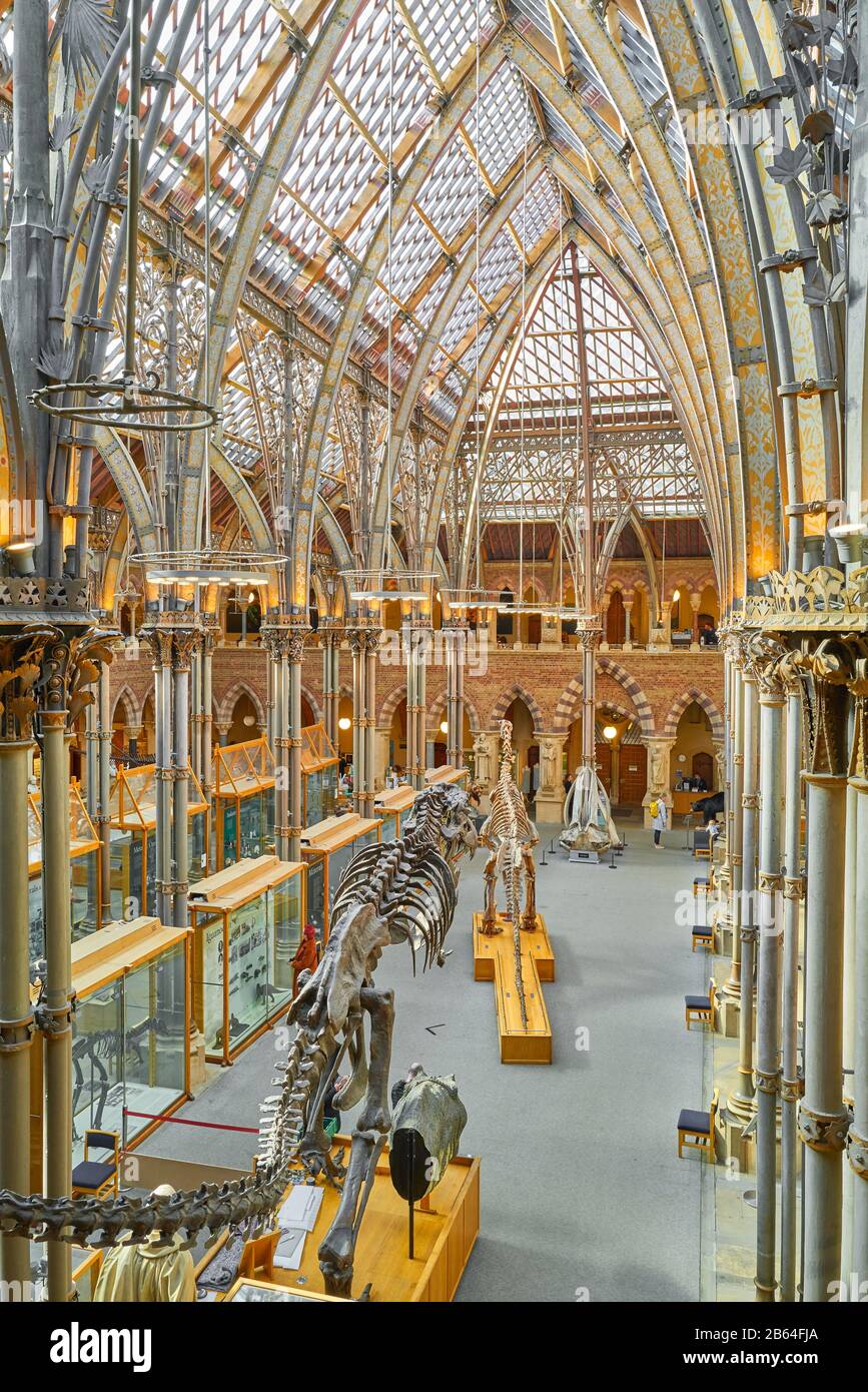 Exhibits on the ground floor at Oxford university natural history museum, England. Stock Photo