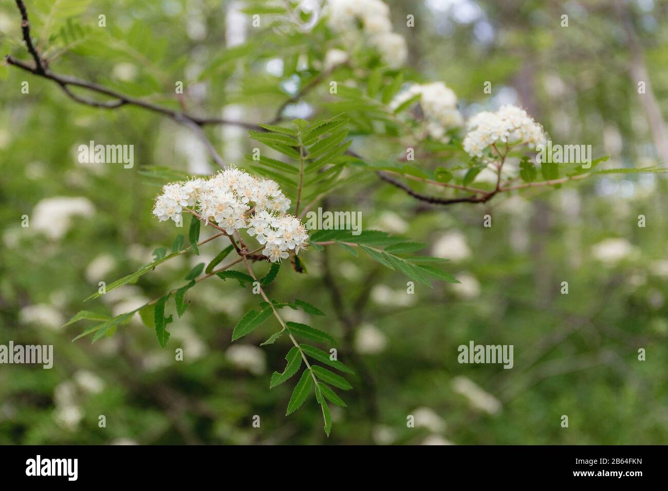Rowan tree in bloom. Brunch of rowan tree flowers of white color and ...