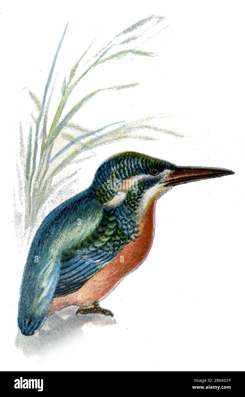 kingfisher Alcedo atthis,  (, ) Stock Photo