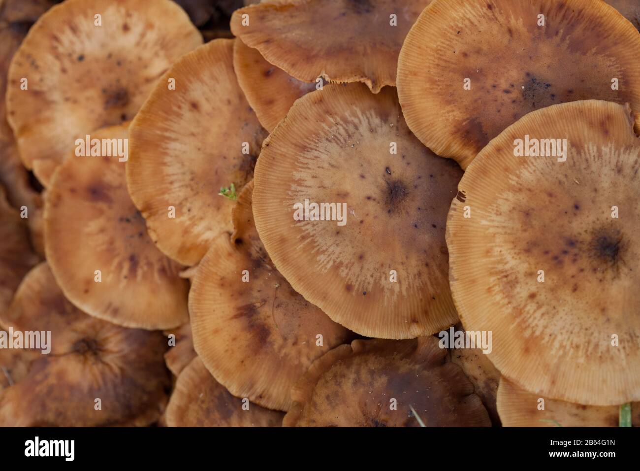 Wild mushrooms growing on the forest floor Stock Photo