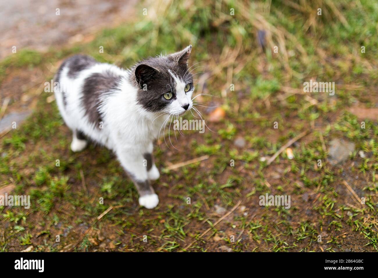scouting cat on the grass in a sunny day Stock Photo