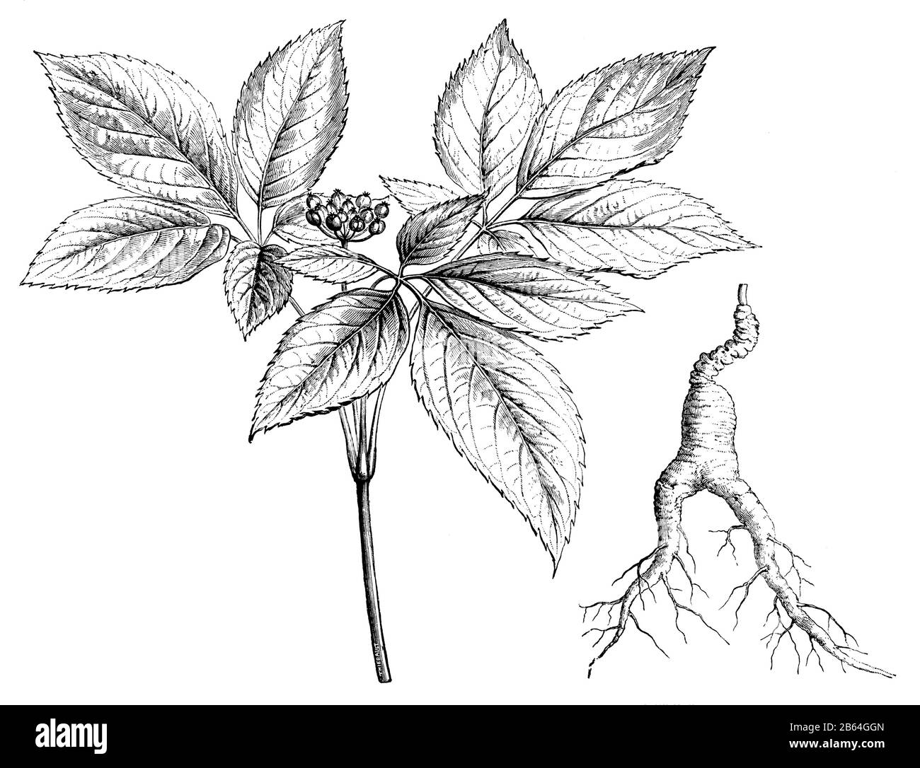 ginseng, Panax ginseng, (botany book, 1905 Stock Photo Alamy