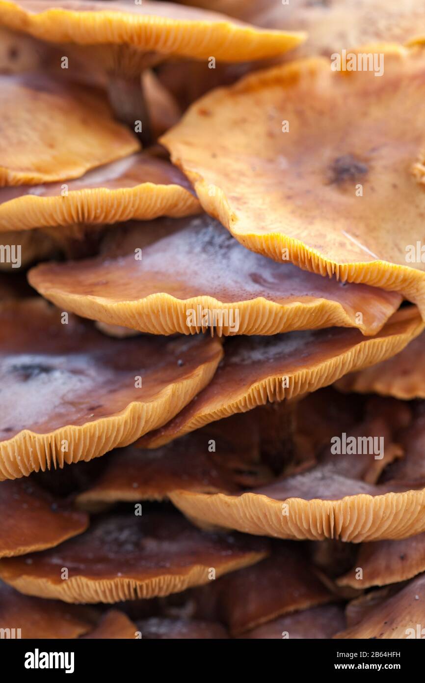 Wild mushrooms growing on the forest floor Stock Photo