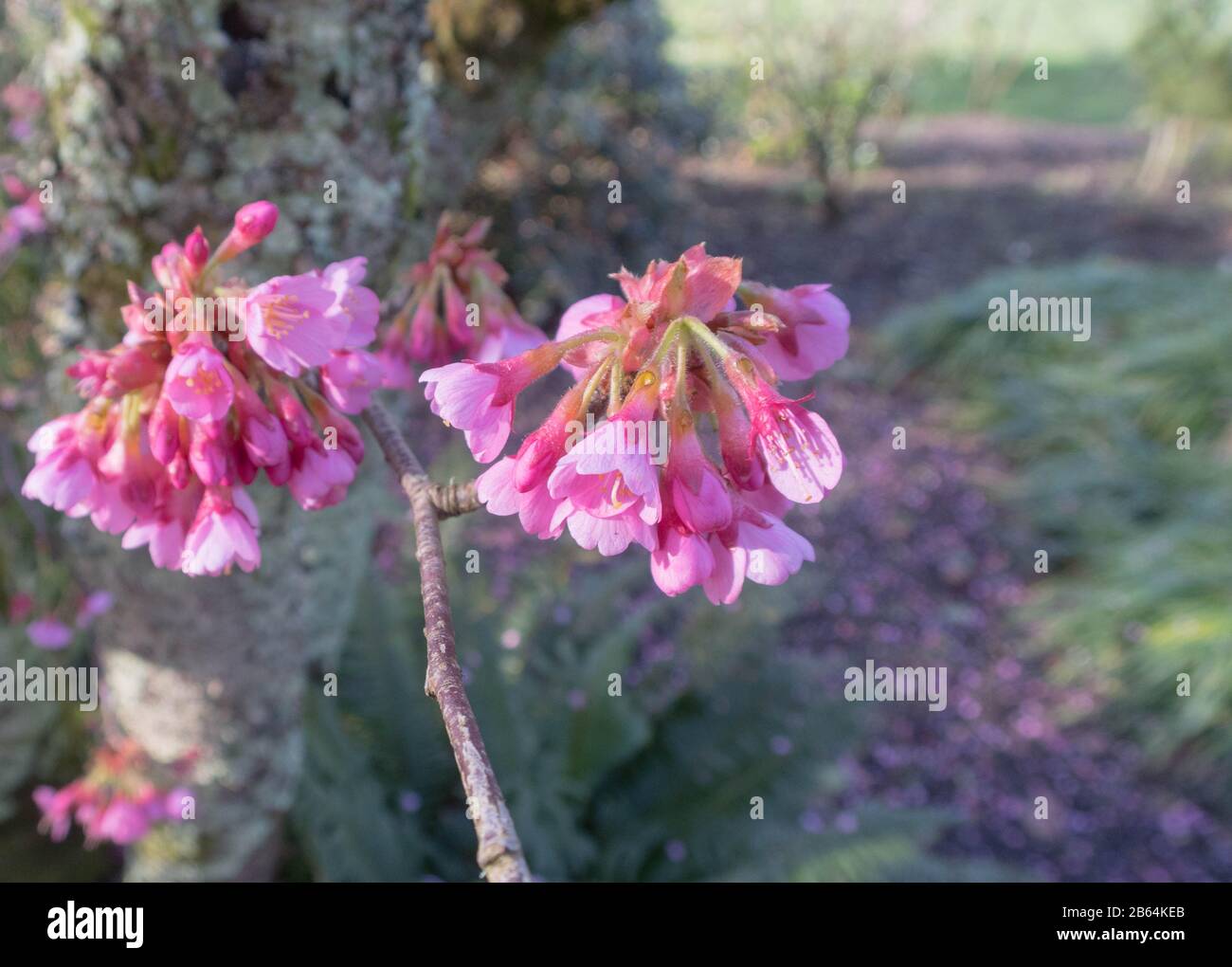 Winter Pink Blossom of an Ornamental Cherry Tree (Prunus 'Kursar') in a Country Cottage Garden in Rural Devon, England, UK Stock Photo