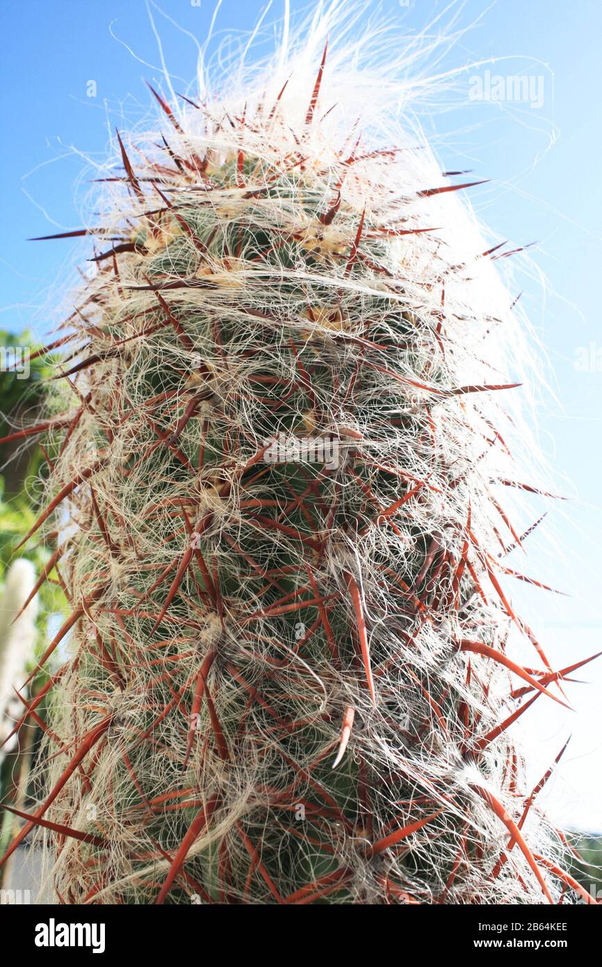 Kaktus oreocereus celsianus Stock Photo