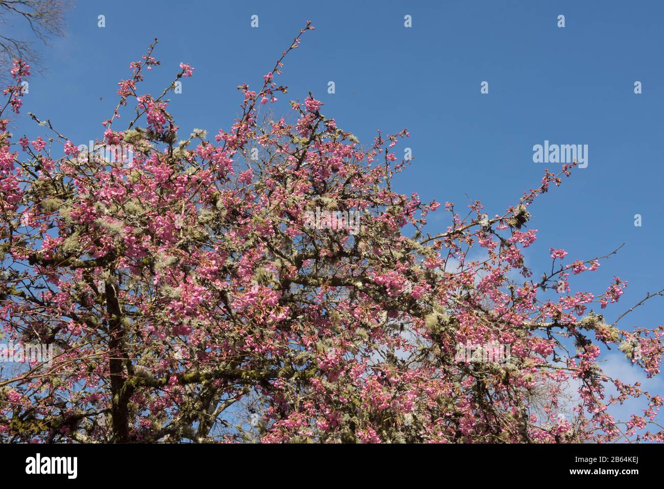 Winter Pink Blossom Of An Ornamental Cherry Tree Prunus Kursar In A Country Cottage Garden In Rural Devon England Uk Stock Photo Alamy