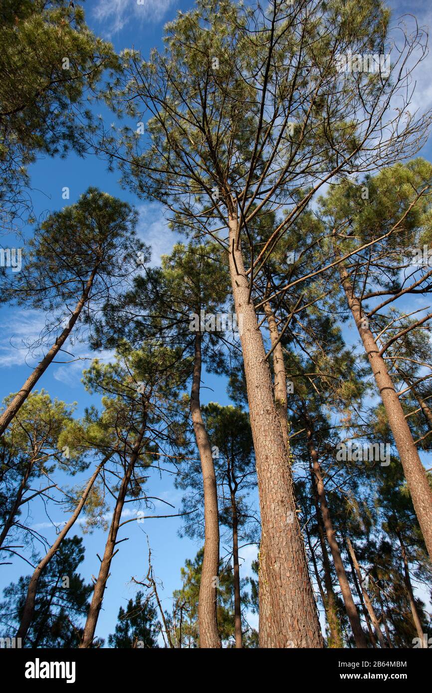 Tall maritime pine trees in the sunshine Stock Photo