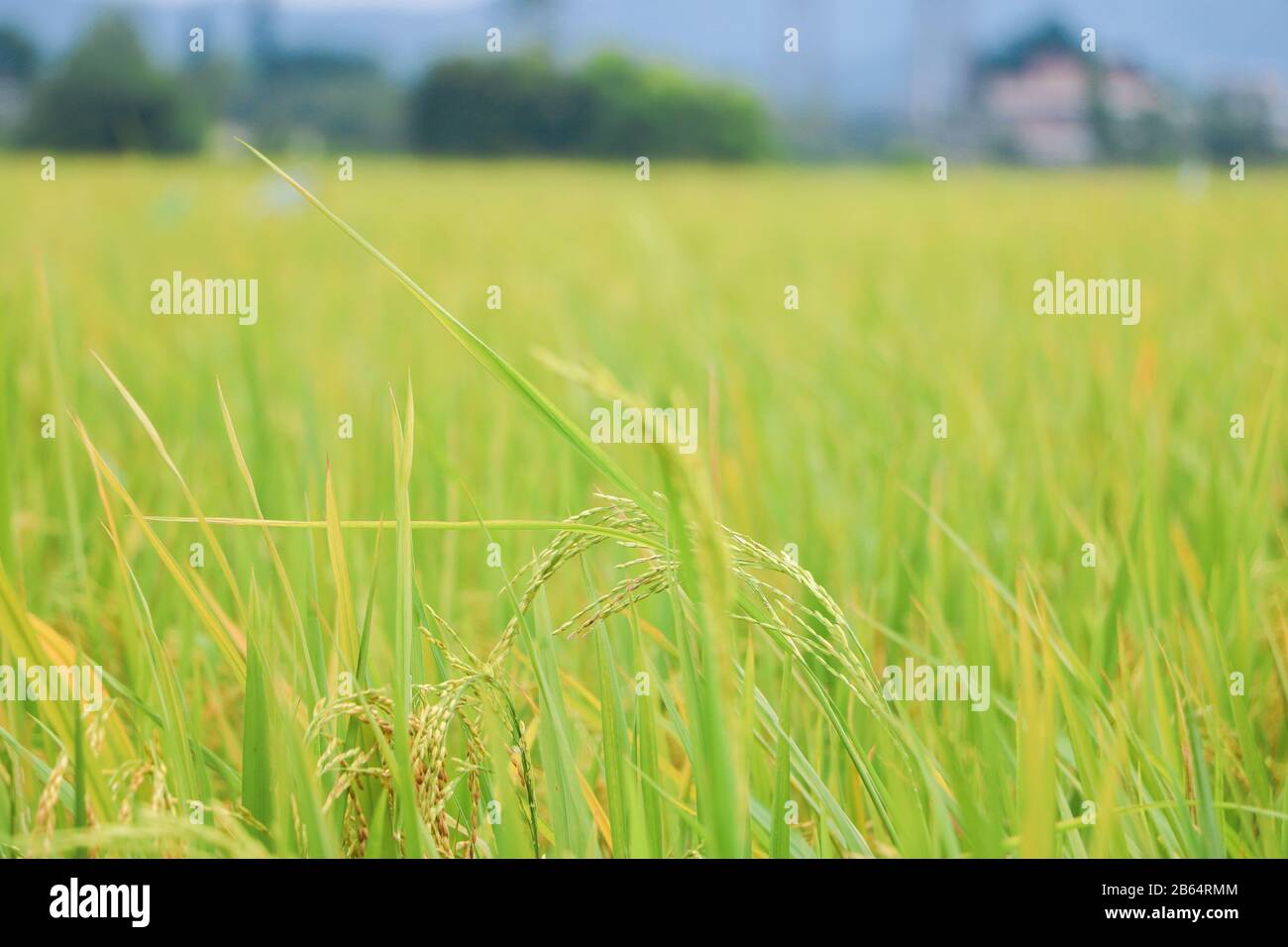 Rice farm guangdong hi-res stock photography and images - Alamy