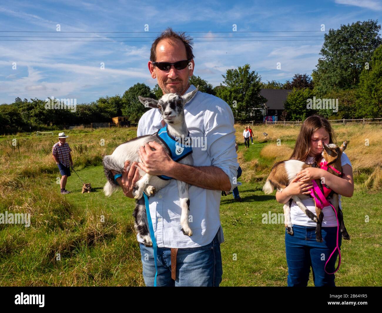Pygmy goats hires stock photography and images Alamy