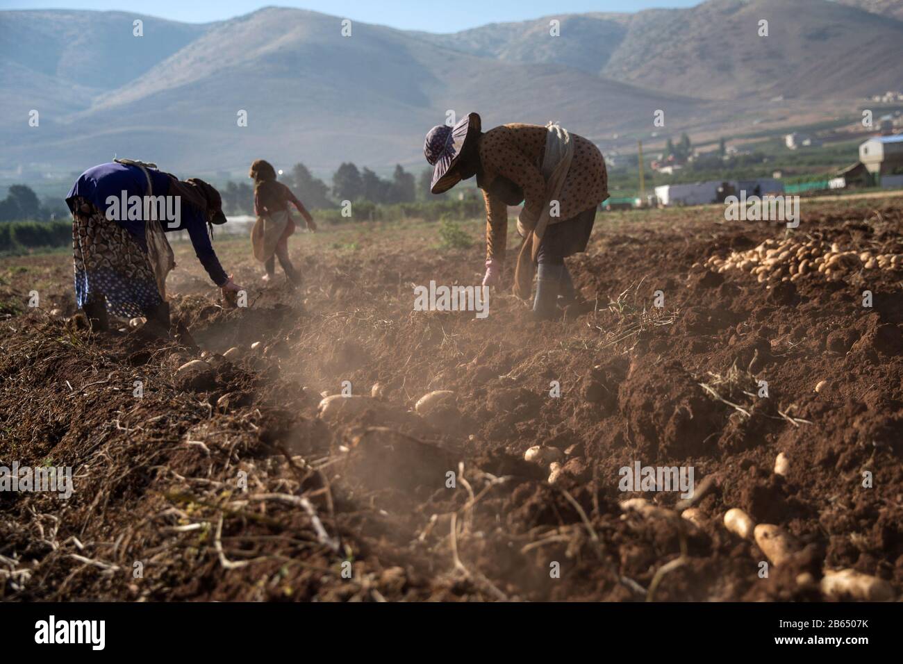 Zahle, Lebanon. 27th July, 2019. Women picking Irish potatoes at a farm.Syrian refugees fleeing from war work on agricultural farms in the Bekaa Valley for 15 hours a day during summer, earning a maximum of $8. The heads of the camps (Shawish) where they refugee connect them with the region farmers. Credit: Eva Parey/SOPA Images/ZUMA Wire/Alamy Live News Stock Photo