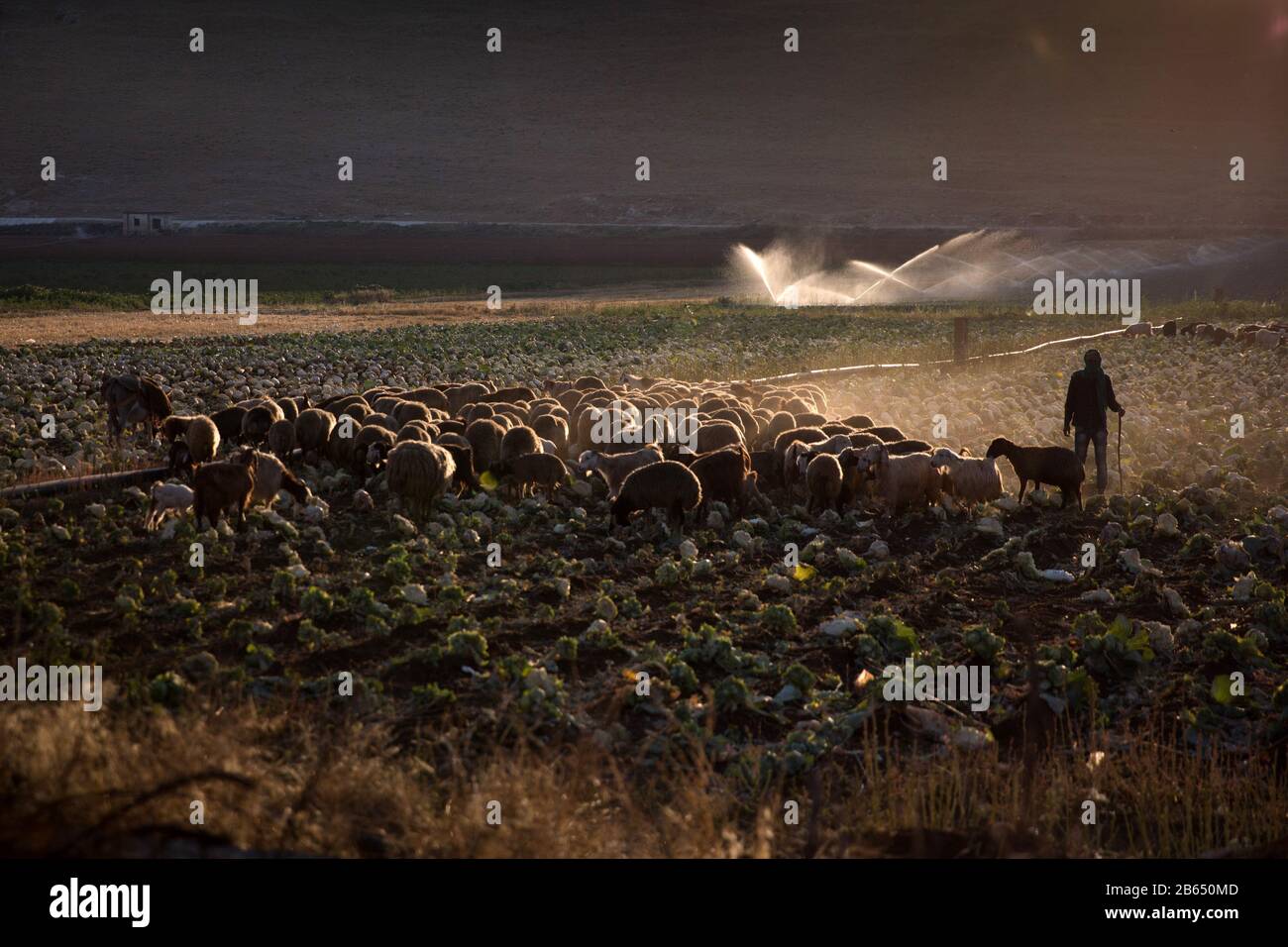 Zahle, Lebanon. 21st July, 2019. A Shepard with a flock of sheep at a farm.Syrian refugees fleeing from war work on agricultural farms in the Bekaa Valley for 15 hours a day during summer, earning a maximum of $8. The heads of the camps (Shawish) where they refugee connect them with the region farmers. Credit: Eva Parey/SOPA Images/ZUMA Wire/Alamy Live News Stock Photo