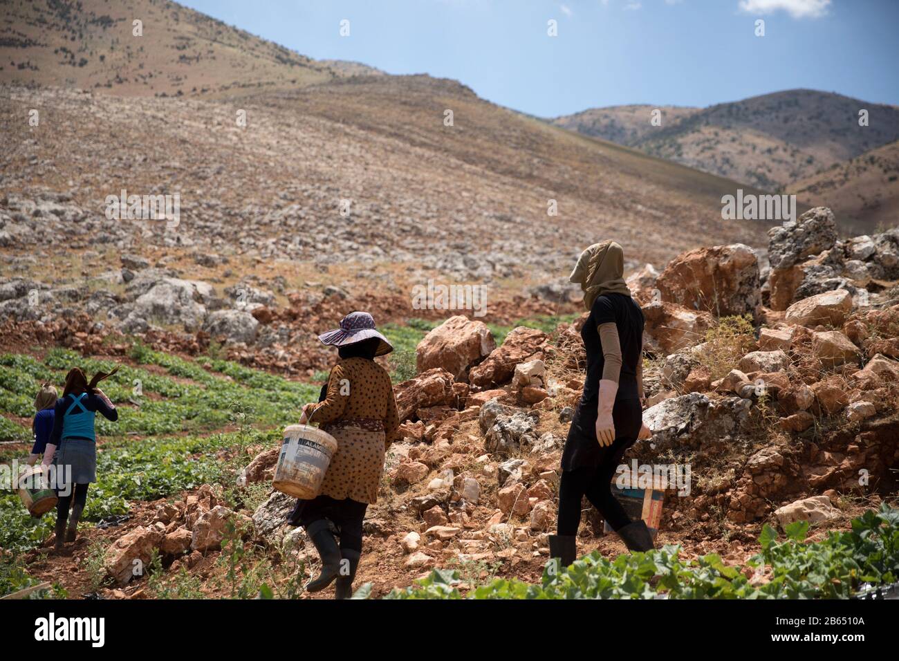 Zahle, Lebanon. 18th July, 2019. A woman caring a bucket at a farm.Syrian refugees fleeing from war work on agricultural farms in the Bekaa Valley for 15 hours a day during summer, earning a maximum of $8. The heads of the camps (Shawish) where they refugee connect them with the region farmers. Credit: Eva Parey/SOPA Images/ZUMA Wire/Alamy Live News Stock Photo