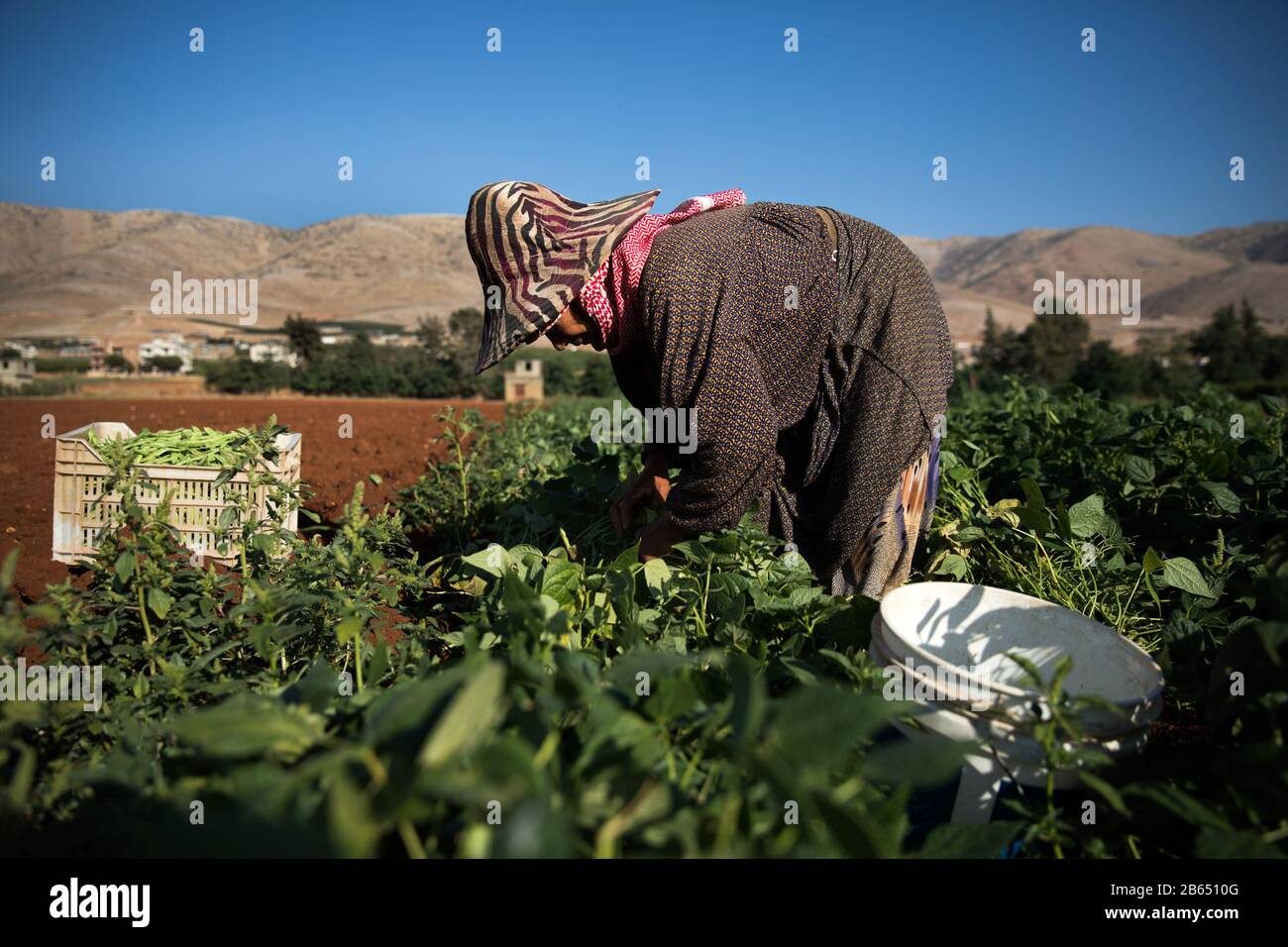Zahle, Lebanon. 21st July, 2019. A woman picks beans at a farm.Syrian refugees fleeing from war work on agricultural farms in the Bekaa Valley for 15 hours a day during summer, earning a maximum of $8. The heads of the camps (Shawish) where they refugee connect them with the region farmers. Credit: Eva Parey/SOPA Images/ZUMA Wire/Alamy Live News Stock Photo