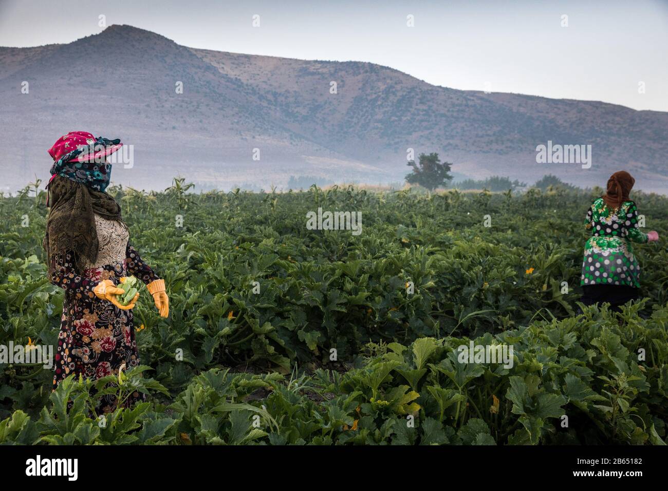Zahle, Lebanon. 26th July, 2019. Women picking zucchini at a farm.Syrian refugees fleeing from war work on agricultural farms in the Bekaa Valley for 15 hours a day during summer, earning a maximum of $8. The heads of the camps (Shawish) where they refugee connect them with the region farmers. Credit: Eva Parey/SOPA Images/ZUMA Wire/Alamy Live News Stock Photo