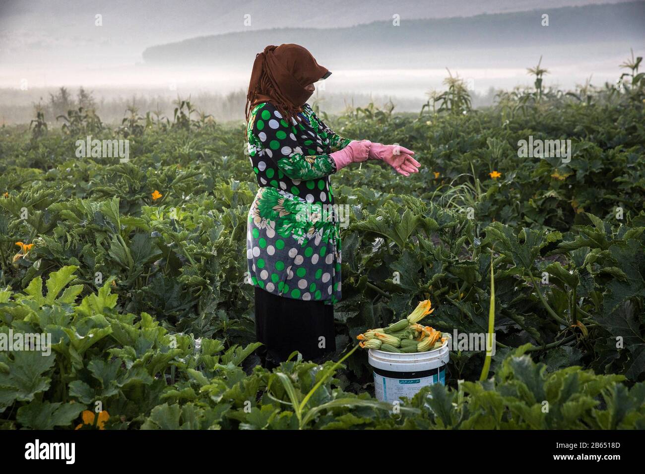 Zahle, Lebanon. 26th July, 2019. A woman picking zucchini at a farm.Syrian refugees fleeing from war work on agricultural farms in the Bekaa Valley for 15 hours a day during summer, earning a maximum of $8. The heads of the camps (Shawish) where they refugee connect them with the region farmers. Credit: Eva Parey/SOPA Images/ZUMA Wire/Alamy Live News Stock Photo