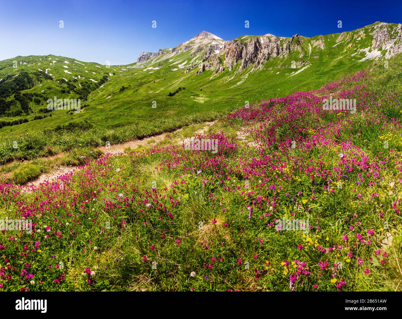 Field of first blooming spring flowers on the background of mountains in sunlight. Lago-Naki, Adygea Stock Photo