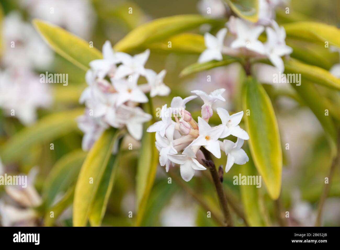 Daphne bholua Spring Beauty, Stock Photo