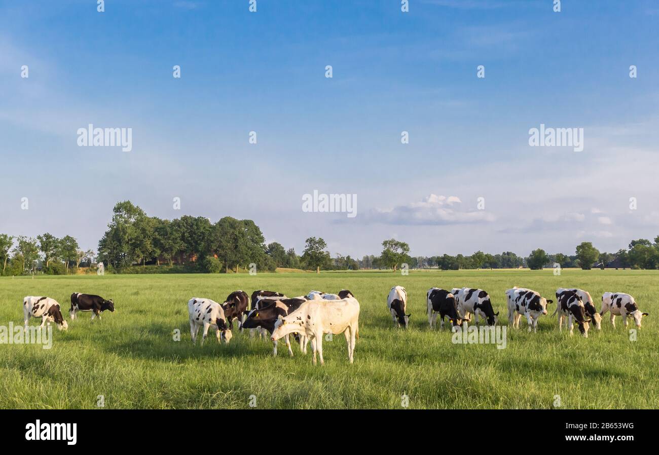 Black and white Holstein cows in a grass field near Groningen ...
