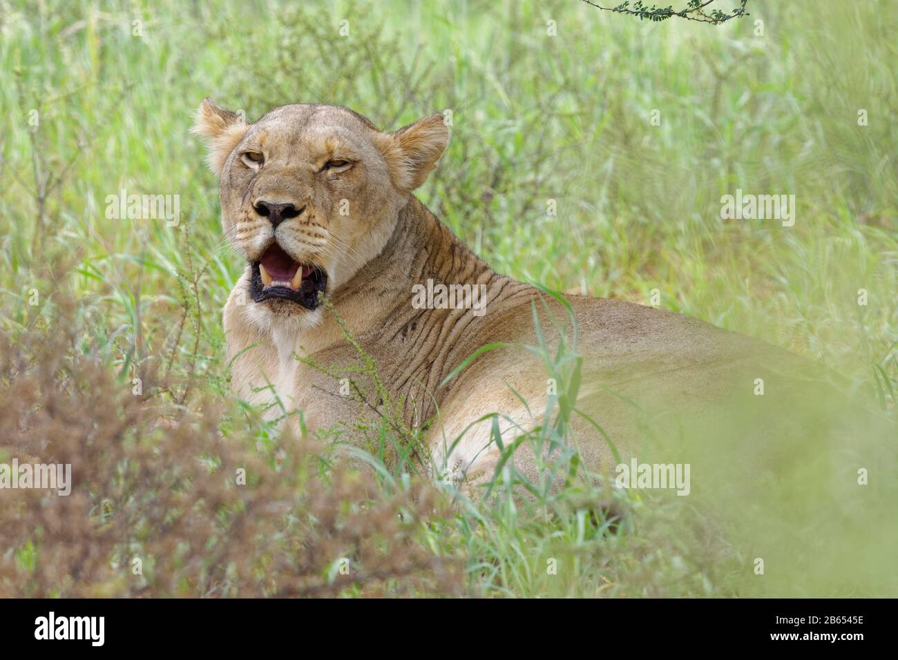 Lioness (Panthera leo), yawning adult female, lying in the green grass, Kgalagadi Transfrontier Park, Northern Cape, South Africa, Africa Stock Photo