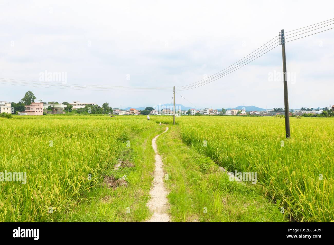Empty dirt road through the rice paddy field in the village, Xinhui district of Jiangmen, south China's Guangdong province. Stock Photo