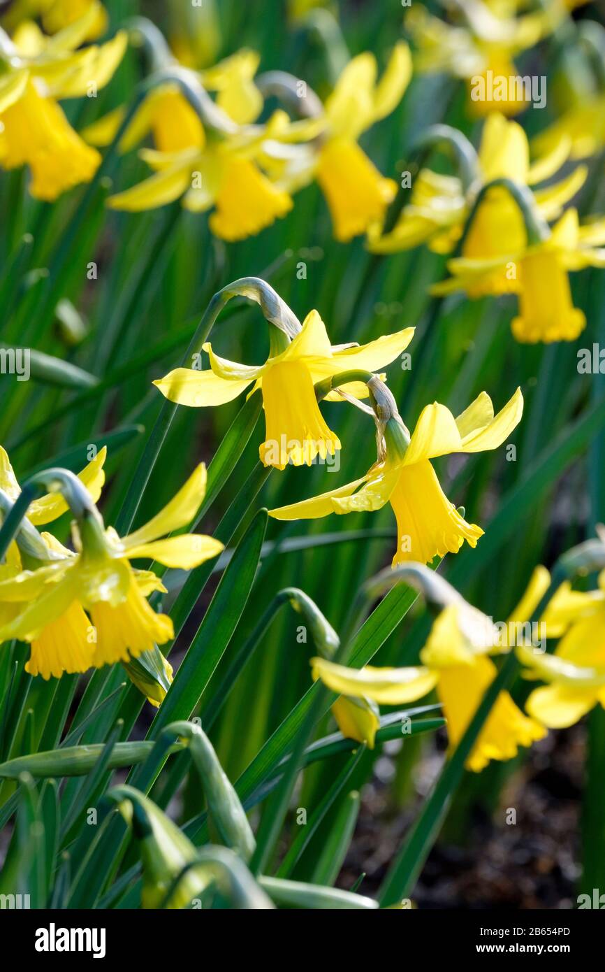 Narcissus cyclamineus 'February Gold', Daffodil 'February Gold' Stock Photo