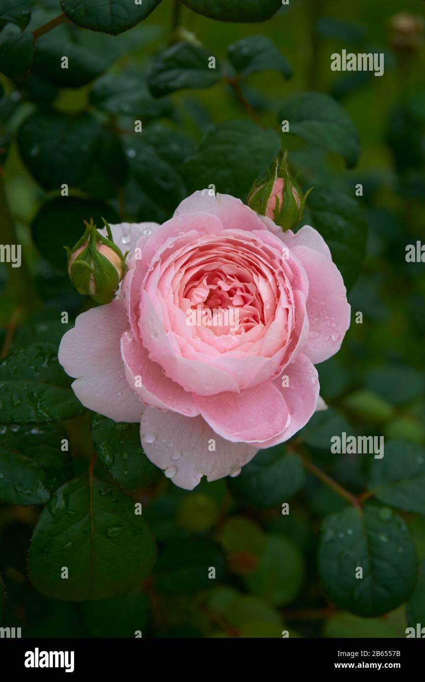 Pink English Shrub Roses Pink English shrub rose, David Austin, Queen of Sweden, after rain ...
