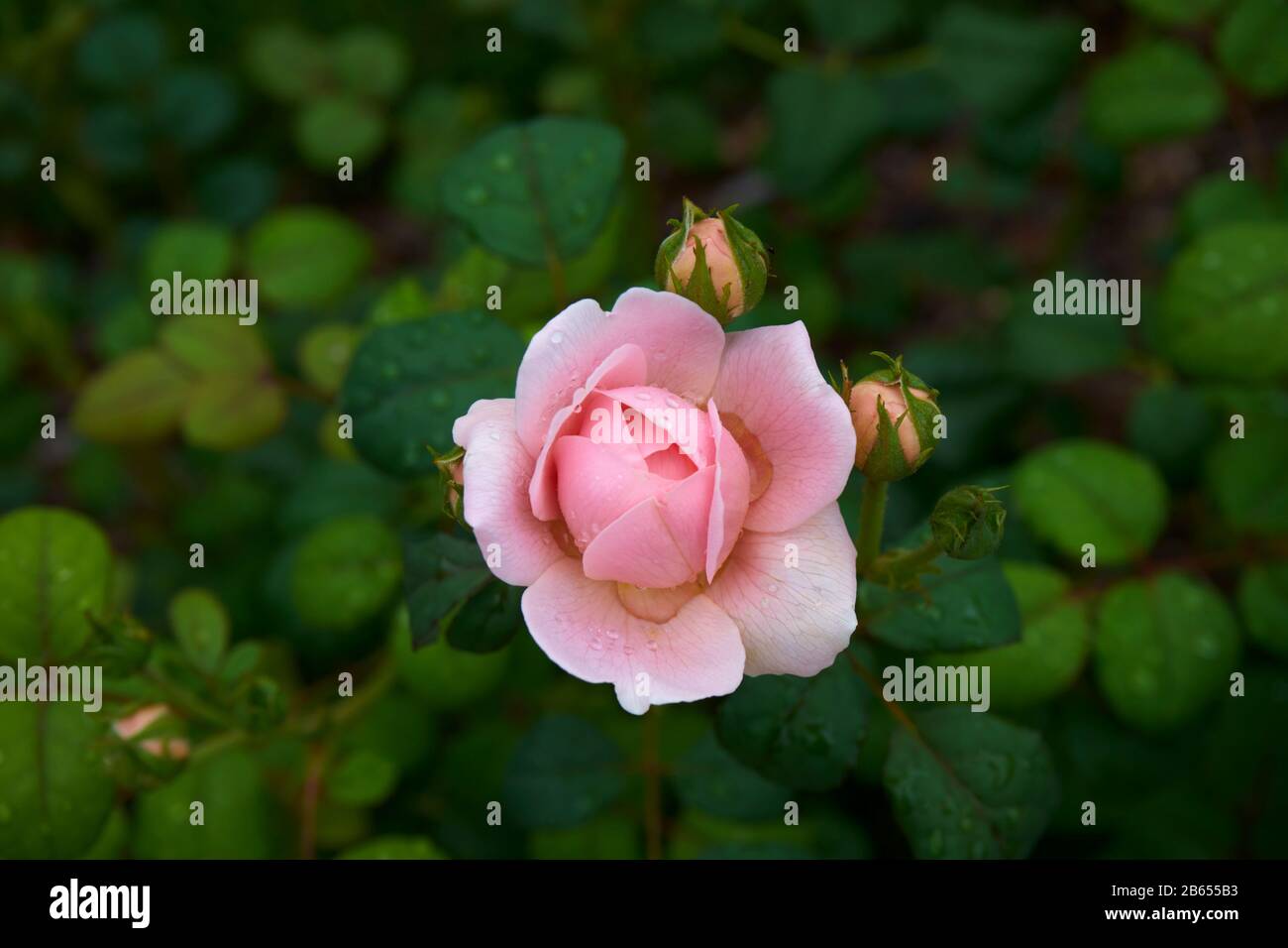 Pink English Shrub Roses Pink English shrub rose, David Austin, Queen of Sweden Stock Photo - Alamy