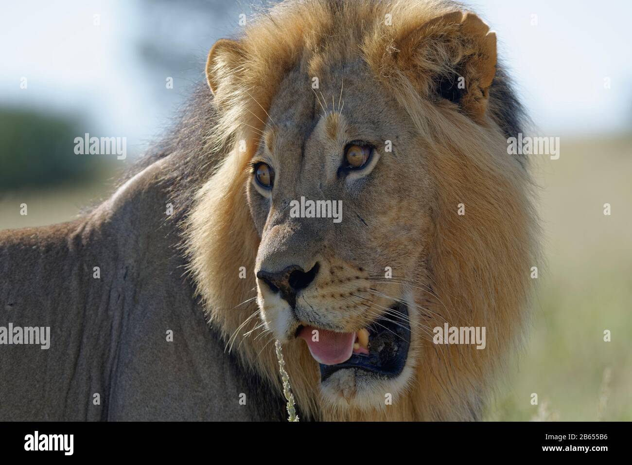 Lion (Panthera leo), black-maned male lion, close-up of the head, Kgalagadi Transfrontier Park, Northern Cape, South Africa, Africa Stock Photo
