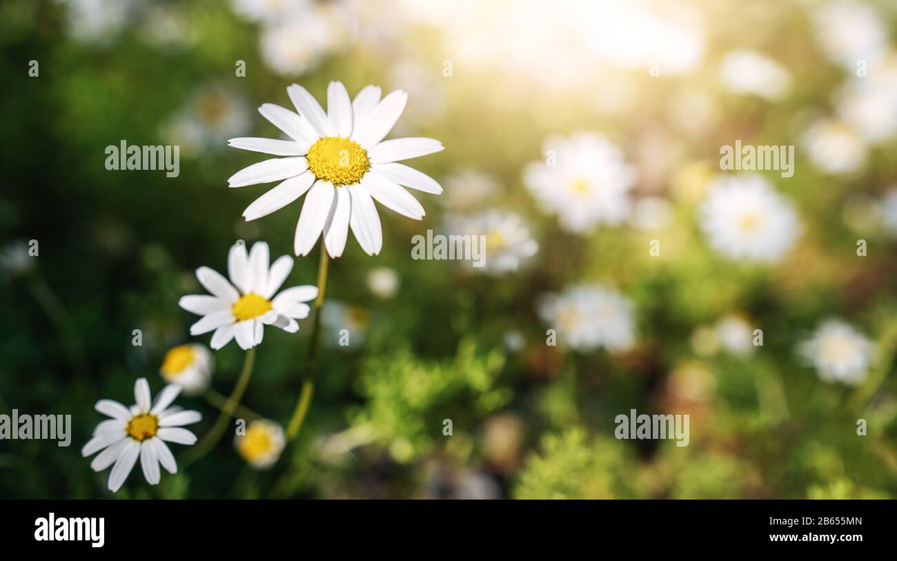 Daisy flower in the grass green shallow depth of field. Beautiful daisy flowers in nature. Spring Concept Stock Photo