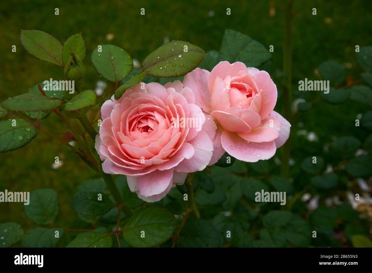 Pink English Shrub Roses Pink English shrub rose, David Austin, Queen of Sweden, after rain ...
