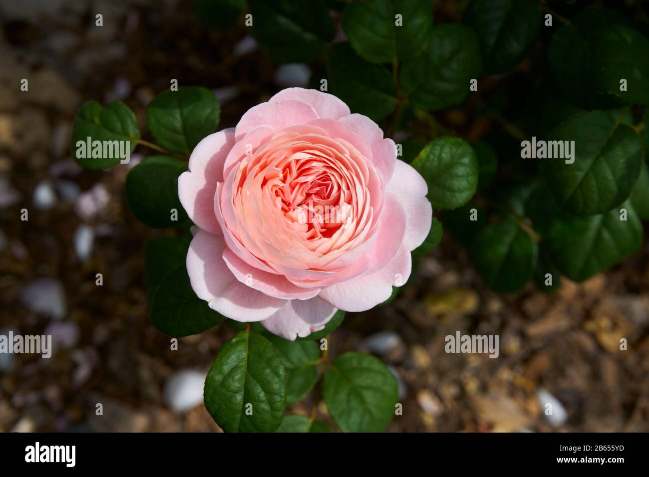 Pink English shrub rose, David Austin, Queen of Sweden Stock Photo