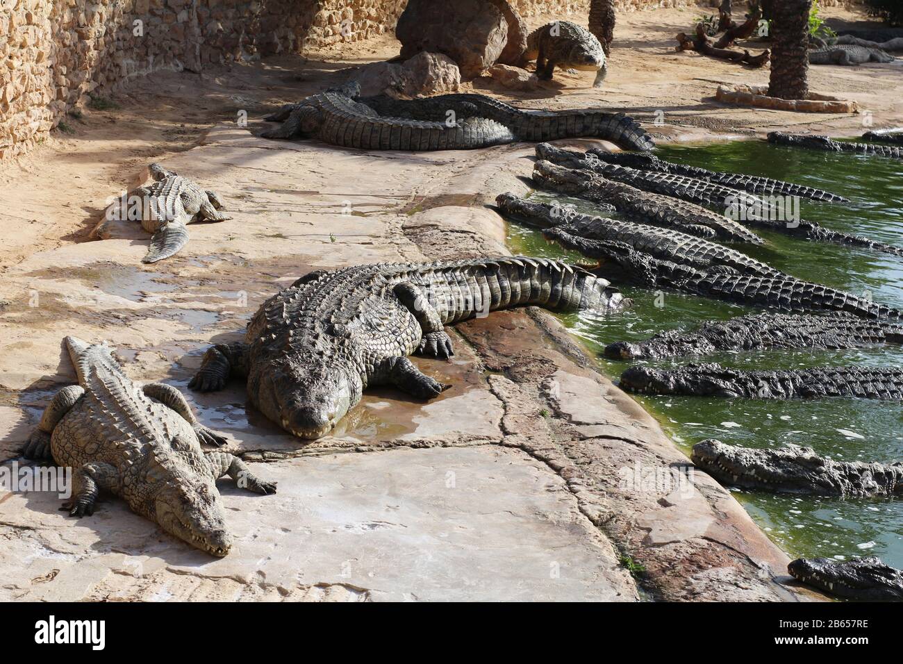 Crocodile farms hi-res stock photography and images - Alamy